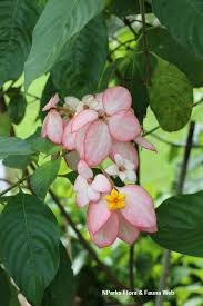 Image result for Mussaenda rivularis