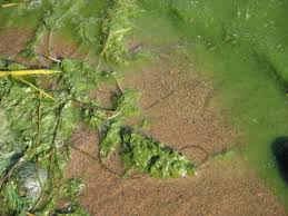 Alger, mikroskopiskt små växtplankton, utgör grunden i det marina ekosystemet och är en förutsättning för annat liv i havet. Nu Borjar Algblomningen Bottendoden Rekordstor Varldsnaturfonden Wwf