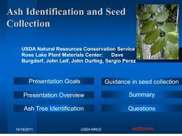 Image result for Sporobolus bechuanicus