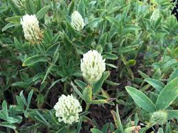 Image result for Trifolium