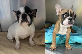 Get a boxer, husky gorgeous french bulldog puppies are ready to go home. 12 Dogs At Sayreville Store Had Barely Any Food Or Water Cops