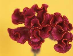 How To Dry Cockscomb Flowers Hunker Coxcomb Flowers Dried Flower Arrangements Celosia Flower
