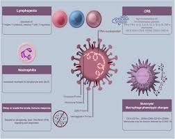 Image result for Absolute Lymphocyte Count Estimation of CD4 Count