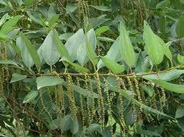Image result for Boehmeria macrophylla
