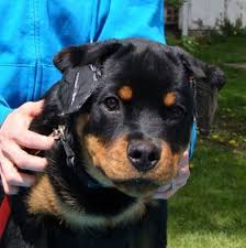 Protect your german shepherd puppies ears from trauma. Ear Taping Puppy Ears Dogs Ears Puppies