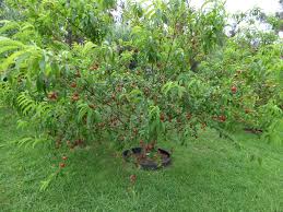 Nectarinier Planter Et Entretenir Ooreka