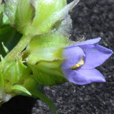 Image result for Exacum oldenlandioides