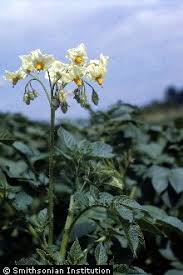 Image result for Solanum tuberosum