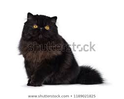 A teacup persian kitten is a toy version of the glorious and very popular persian cat breed. Excellent Deep Black Persian Cat Kitten Isolated On A White Background Stock Photo C Nynke Van Holten 9722443 Stockfresh