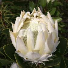 Image result for Protea madiensis