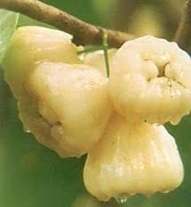 Kumpulan 100+ foto & gambar lucu terbaru 2021, ngakak seharian! Jenis Jenis Jambu Khasiat Dan Cara Pemanfaatanya