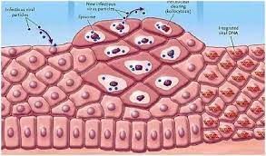 There are more than 200 types of hpv, just 40 of. Can A Man Get Cancer Due To Hpv Quora