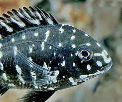 We did not find results for: Mengenal Duboisi Cichlid Akuarium Ikan Hias