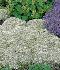 Séjours à la ferme dans cette région: Mein Schoner Garten Bodendecker Set Staudenbeete Bei Baldur Garten