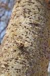 Image result for Commiphora mossambicensis