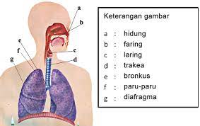 Sistem Pernapasan Pada Manusia Mikirbae Com