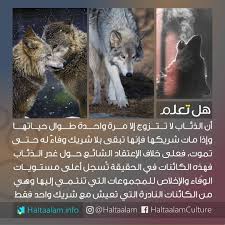 هل تعلم on instagram الذئاب لا تتزوج إلا مرة واحدة طوال حياتها ولو مات شريكها فإنها تبقى بلا شريك وفاء له really good quotes happy life quotes funny words