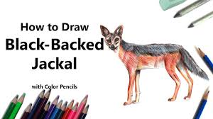 How To Draw A Black Backed Jackal With Color Pencils Time Lapse Youtube I enjoy drawing fanart and designing new characters c how to draw a black backed jackal with color pencils time lapse