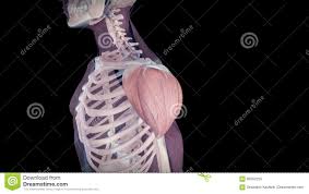 Etwas weiter unten am humerusschaft verläuft in einer furche der radialnerv oder speichennerv (nervus radialis), der. Der Menschliche Deltamuskel Stock Video Video Von Ruckseite Mann 69552255