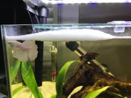 Betta Bubble Nest Everything You Need To Know