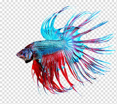 Or are you a fierce plakat betta, ready to shred any opponent that comes your way? Blue And Red Betta Fish Siamese Fighting Fish Aquarium Beautiful Tropical Fish Transparent Background Png Clipart Hiclipart