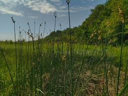 Image result for Schoenoplectus muriculatus