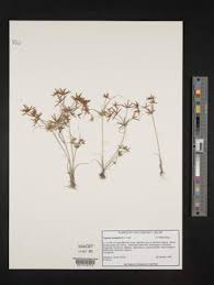 Image result for Cyperus amabilis