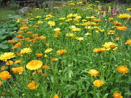 Check out our video to learn more about the benefits and uses of calendula How To Grow Calendula Benefits Of Calendula Old Farmer S Almanac