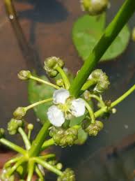 Image result for Limnophyton obtusifolium