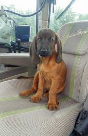 Image result for bavorský barvář