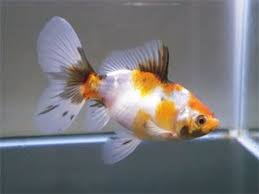 Bristol Shubunkin Shubunkin Goldfish Goldfish Common Goldfish