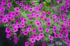 Keep Petunias And Calibrachoa Shining All Season Black Gold Petunia Flower Petunias Container Flowers