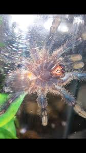Check spelling or type a new query. 3 Ybyrapora Diversipes Arachnoboards