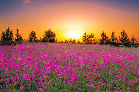 Spring (Season): Date, Months And What ...