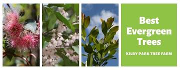 Browse our dogwood, magnolia, lilac, redbuds and more trees now! 9 Best Evergreen Trees Of 2021 Evergreen Trees For Small Gardens