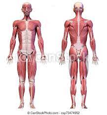 The bones of the spine and the ribs provide further protection. Human Body Full Figure Male Muscular System Front And Back Views Human Anatomy 3d Illustration Male Muscular System Full Canstock