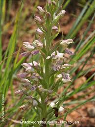 Image result for Brachycorythis ovata