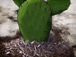 People can use nopal cactus in a variety of sweet and savory dishes and drinks. 3 Ways To Grow Prickly Pears Wikihow