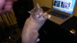 Sylvester the talking kitty cat sings his original song 'stupid stupid world'. Talking Kitty Cat 46 Random Needs A Name Video Dailymotion