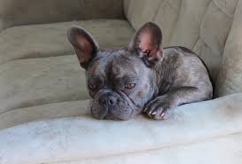 However, when it comes to dogs, you. 5 Best Dog Food For French Bulldogs With Allergies 2020 Reviews Buypetsupplyonline