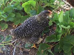 What do chickens eat depends significantly on the types of chickens you are feeding, and whether you are raising chickens for eggs, or growing chickens for meat. Chickens Eat Bugs In The Garden Greg Alder S Yard Posts Southern California Food Gardening