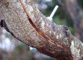 This is especially true if the tree is in a weakened condition. Can You Repair A Split Tree Trunk Best Way