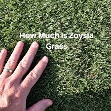 Maybe you would like to learn more about one of these? How Much Is Zoysia Grass At Houston Grass Pearland Sugar Land