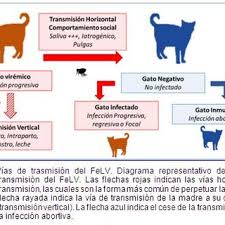 Este virus difere taxonómicamente de otros dos retrovirus felinos, el virus de leucemia felina (felv en inglés) y el espumavirus felino (ffv en inglés) y está más emparentado con el virus de inmunodeficiencia humana (vih). Pdf Virus De La Leucemia Felina Un Patogeno Actual Que Requiere Atencion En Colombia