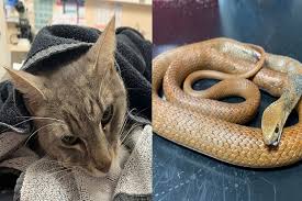 Tubuhnya dihiasi dengan warna hitam bergaris merah pada bagian kepala dan ujung ekornya, sehingga sangat. Kucing Ini Mati Korbankan Diri Demi Selamatkan Pemiliknya Dari Ular Berbisa