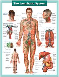Lymph System Health News Lymphatic System Massage