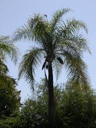 Image result for Syagrus romanzoffiana