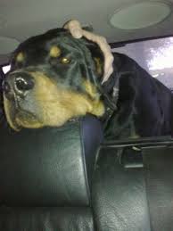 Bu köpeklerin genel olarak mizacı şu şekildedir Bosweiler Stupidedia