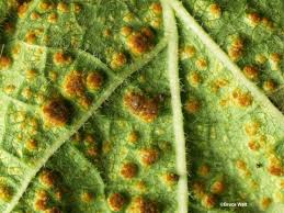 See clear photos of these harmful organisms to help identify the exact pest affecting your crop! Rust How To Identify Control And Prevent Garden Diseases The Old Farmer S Almanac