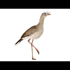 Image result for Sericorema